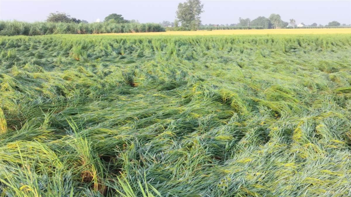 rain and storm in gurdaspur worsened farmers problems leaving paddy and sugarcane crops lying on the ground