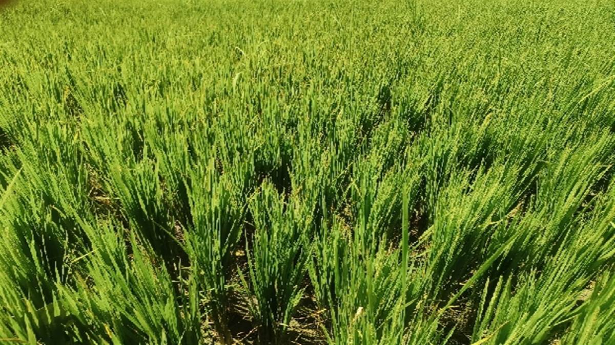 kushinagar drought crop failure devastates farmers