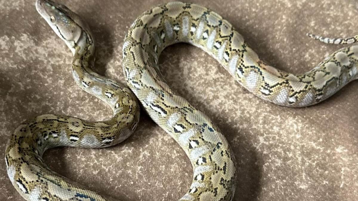 ncr large python found in faridabad residential area rescued by forest department