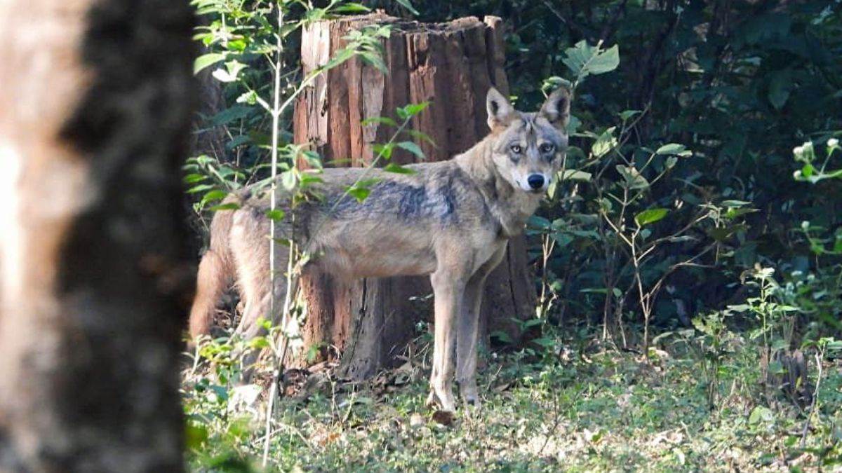 wolf attack in bahraich four injured village in fear