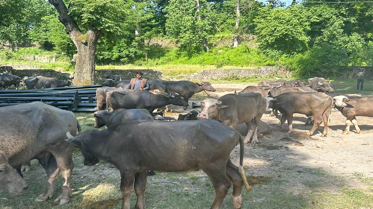 udhampur news police foil cattle smuggling attempts rescue 976 animals