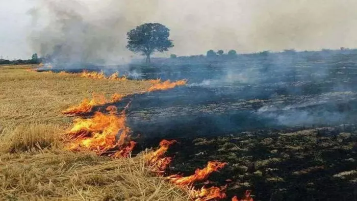 धान के अवशेष जलाने पर किसान पर केस दर्ज