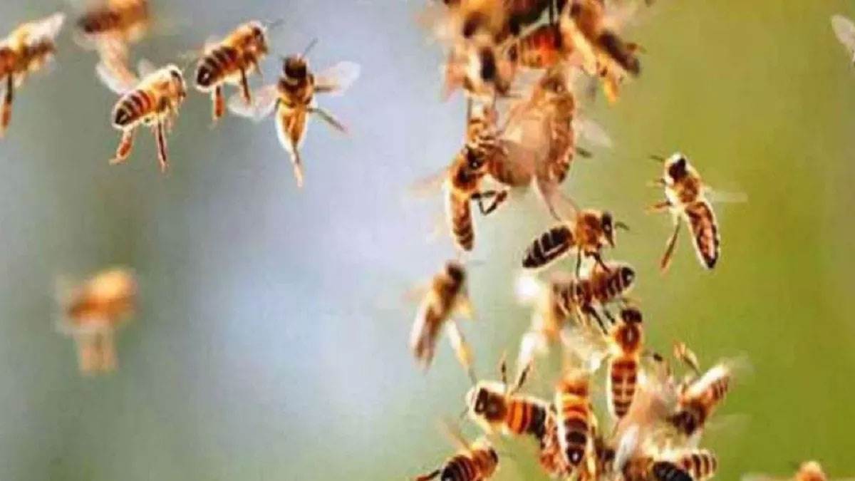 durga visarjan procession attacked by bees in ramkola