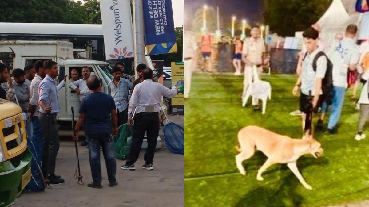 stray dog attack coaches at world para athletics championship in jln stadium