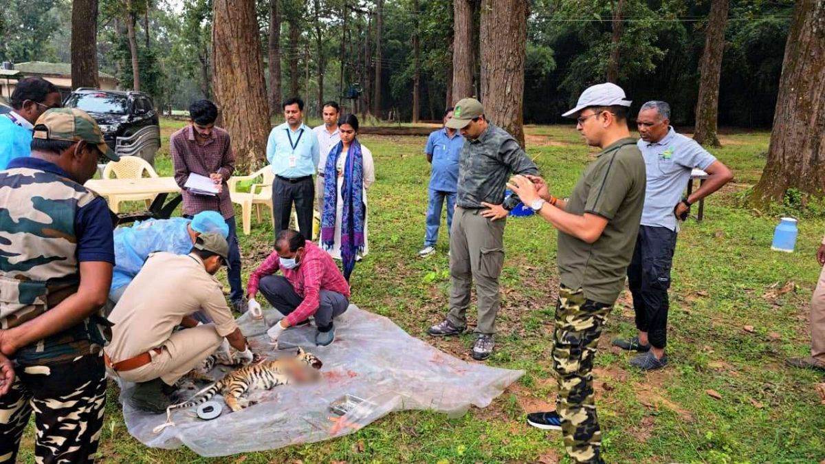 kanha tiger reserve three tiger deaths reported investigation underway