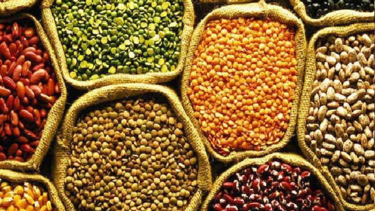 high quality pulses and oilseed seeds available at agricultural science center