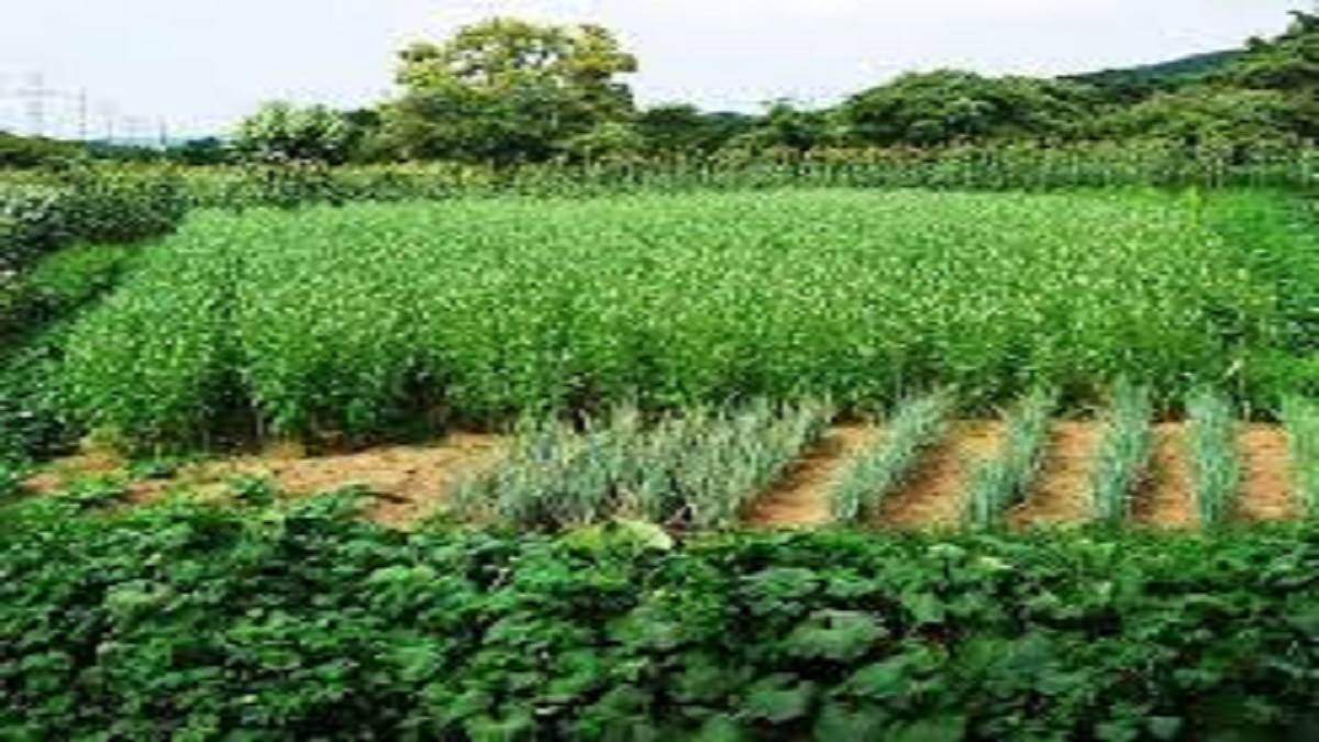 organic farming in prayagraj 3000 bigha initiative with government support