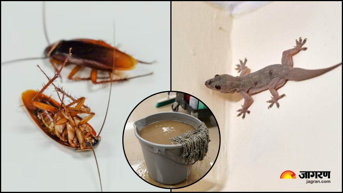 3 things to add to mop water to get rid of lizards and cockroaches