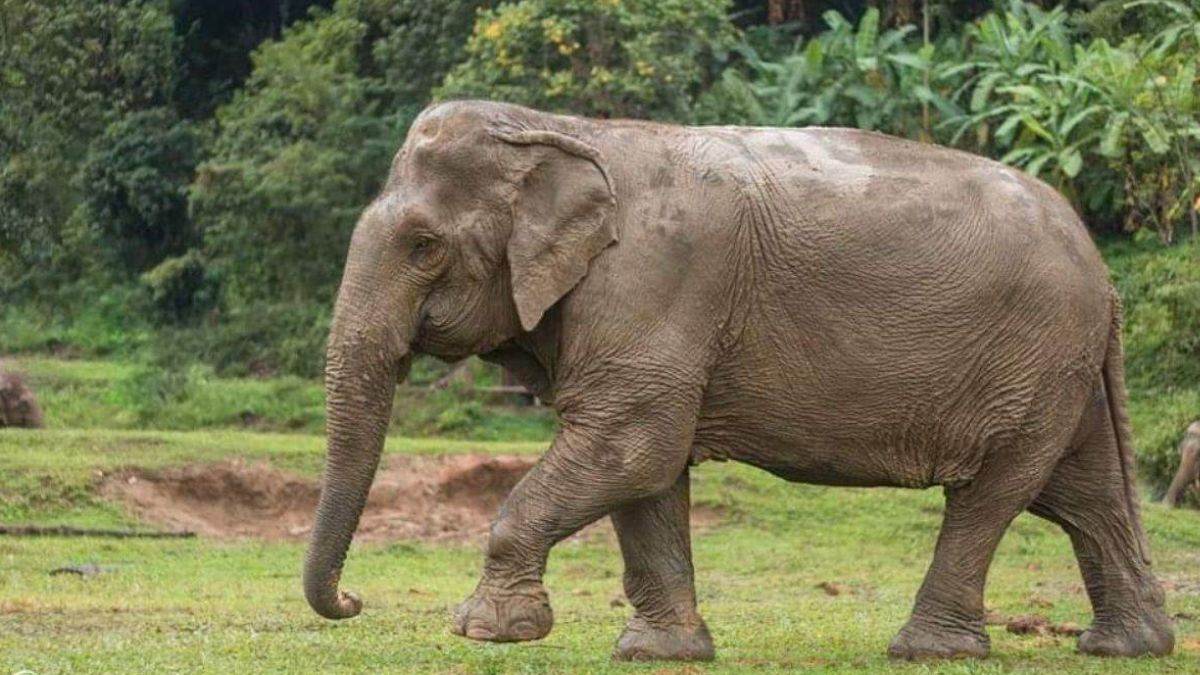 wild elephant enters pundi velliyangiri temple in coimbatore tamilnadu