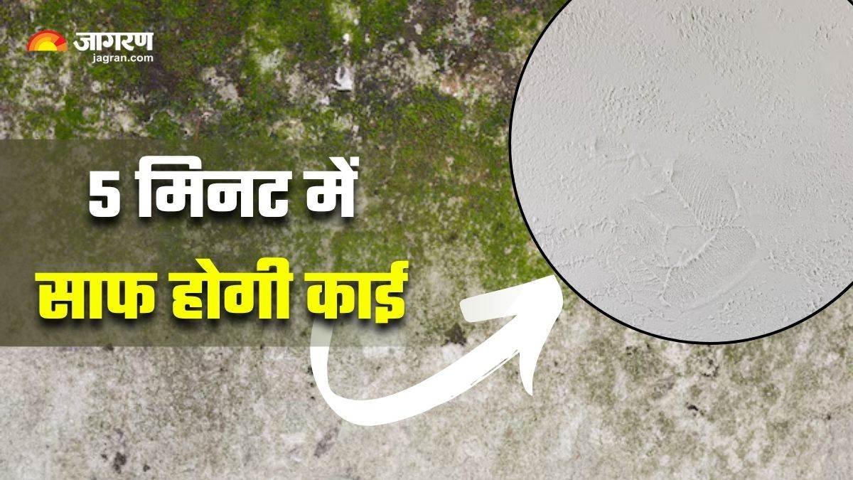 5 simple tips to instantly remove stubborn algae and moss from walls and floors