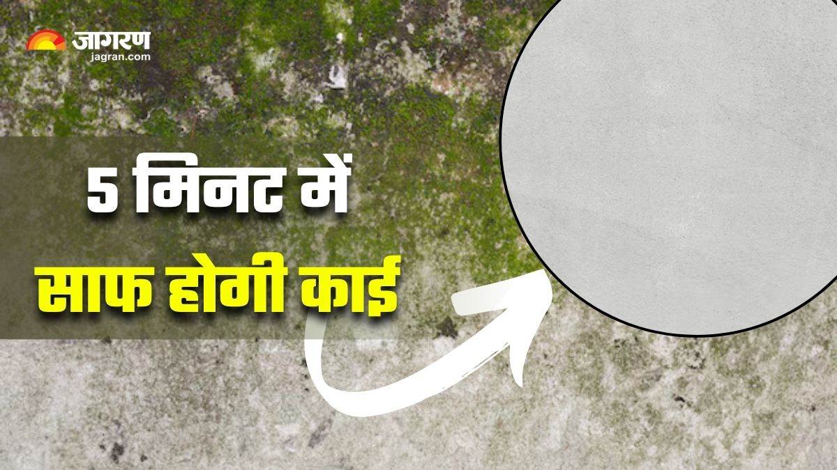 5 simple tips to instantly remove stubborn algae and moss from walls and floors