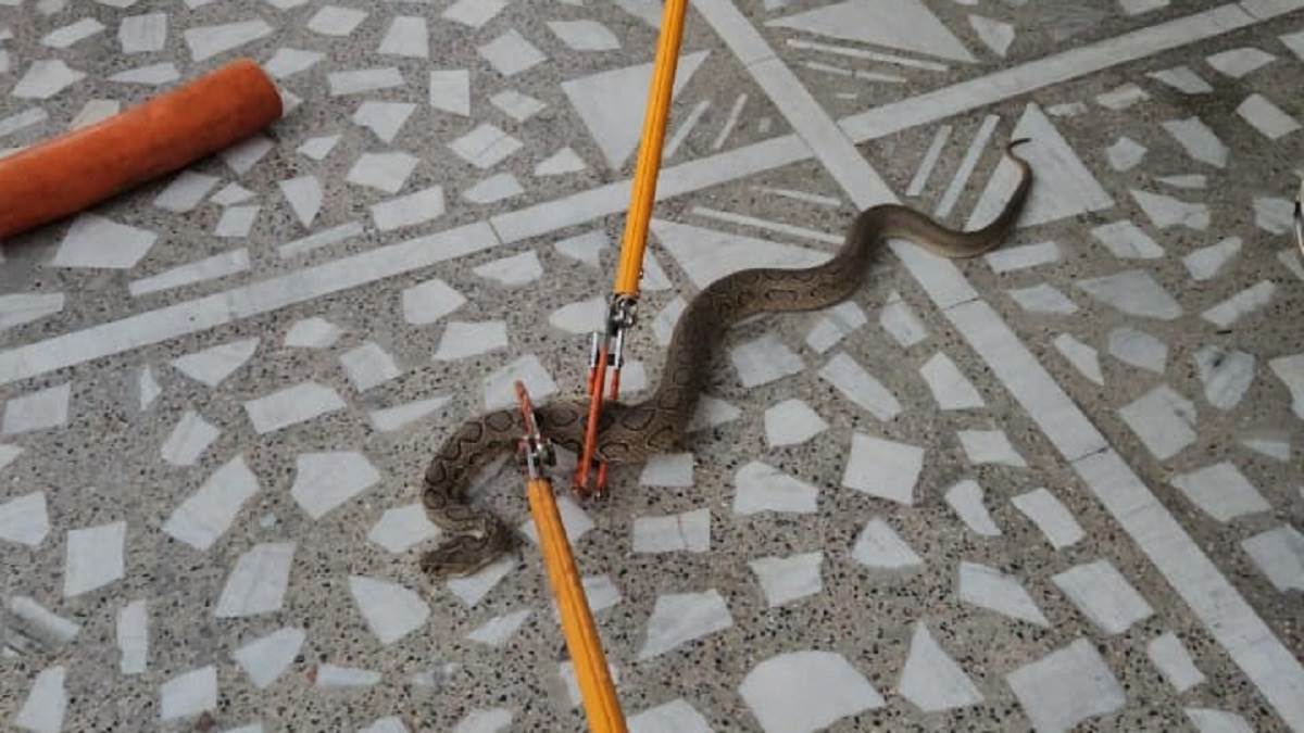 bijnor news after sp residence snake found at home of trainee ias kunal rastogi russell vipers caught in colony