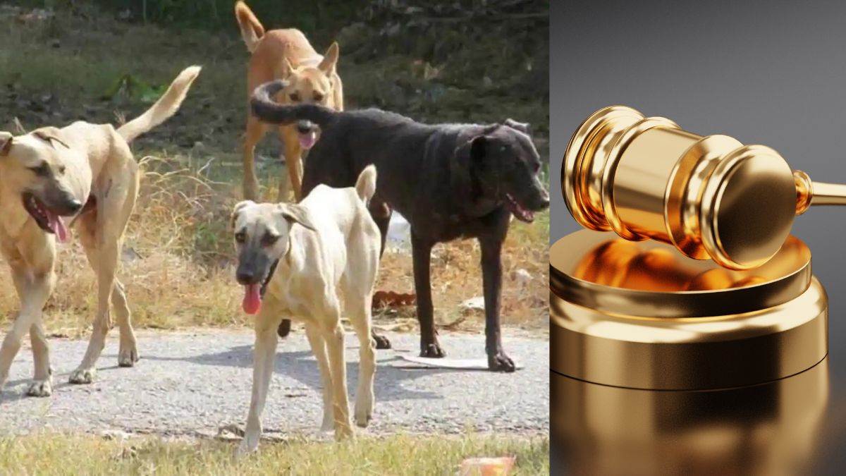 high court sought a clear report in the terror case of stray dogs in uttarakhand