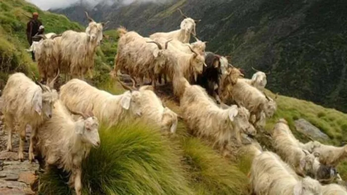 आस्ट्रेलियन भेड़ों से तैयार मेढ़े अब स्थानीय भेड़ पालकों को होंगे उपलब्ध