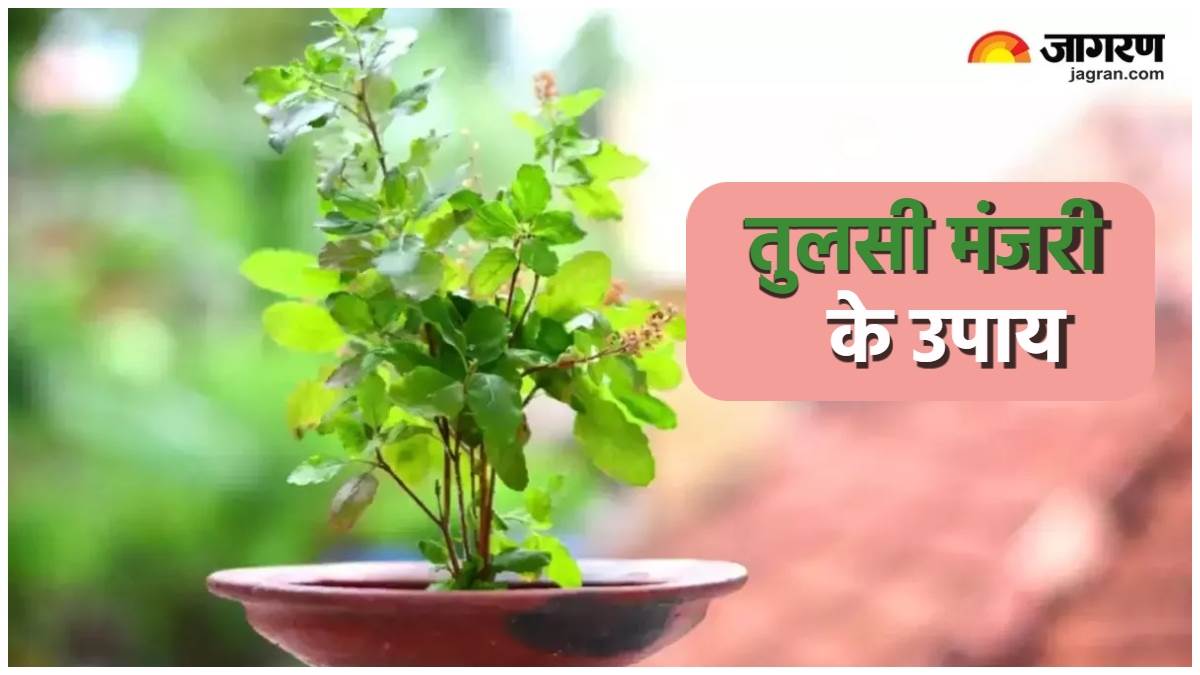 Manjari Ke Upay घर के इन स्थानों पर रखें तुलसी की मंजरी, खुल जाएगा धन