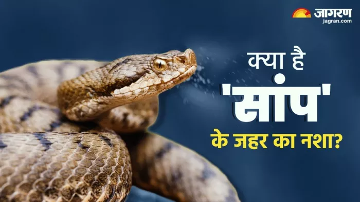 जानें क्या है सांप के जहर का नशा