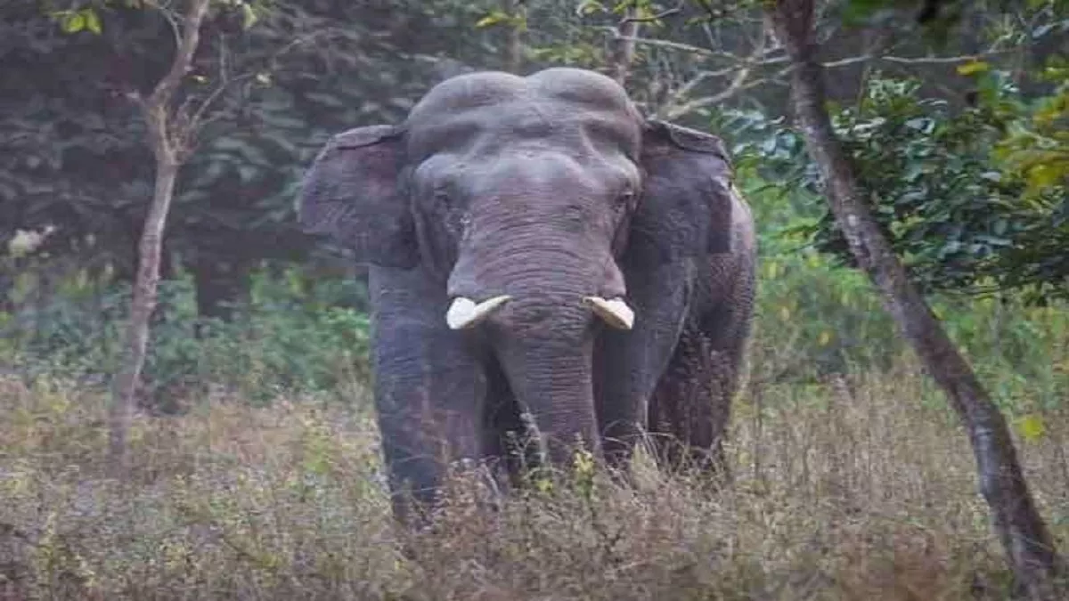 साथी की तलाश में 400 किलोमीटर का सफर तय कर बंगाल से मेघलय पहुंचा हाथी, दो नदियों को किया पार