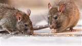 New York Mice Killer Job: न्यूयार्क में चूहों को मारने की निकली नौकरी