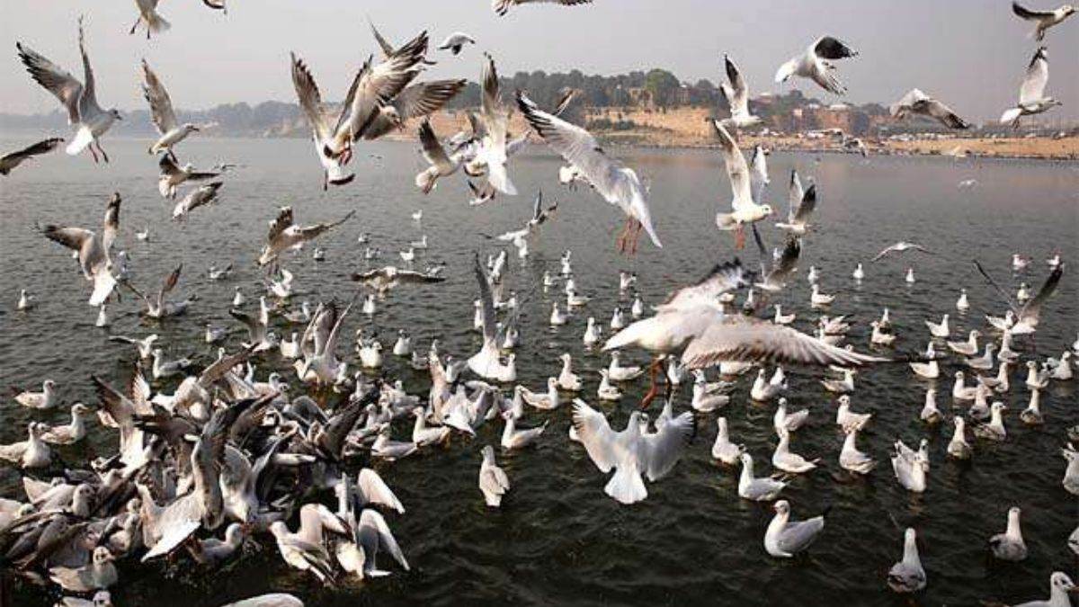 bihar news west champaran waiting for siberian guest birds beautiful birds may arrive soon