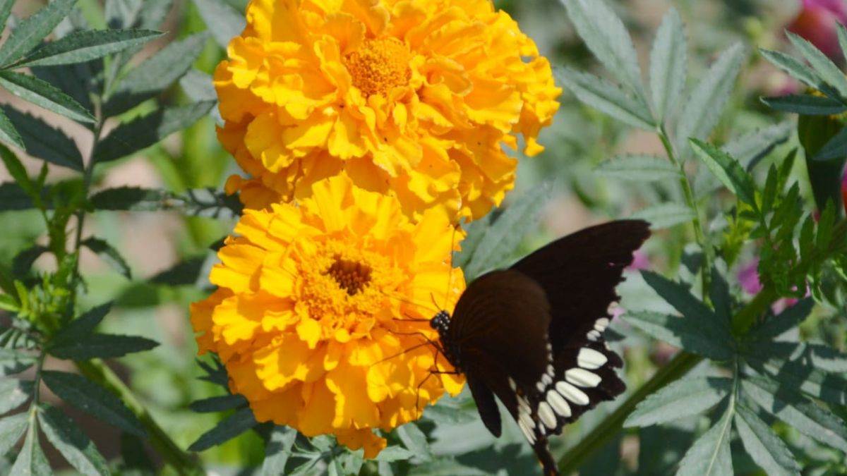 https://www.jagranimages.com/images/newimg/03122023/03_12_2023-butterfly_park_23595469.jpg