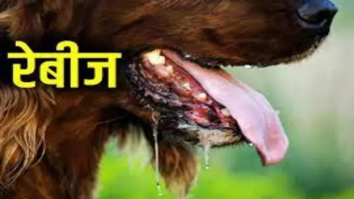 कुत्ते के काटने से बिल्ली व बिल्ली के काटने से बाप-बेटे की मौत