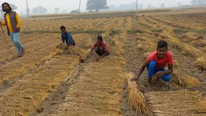 असमय बूंदाबांदी बनी किसानों के लिए मुसीबत (जागरण)