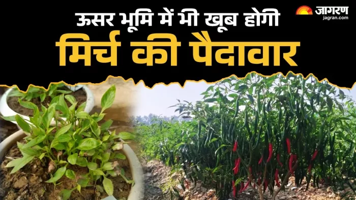 किसान अब ऊसर भूमि में भी मिर्च की खेती कर सकते हैं। (तस्वीर जागरण)