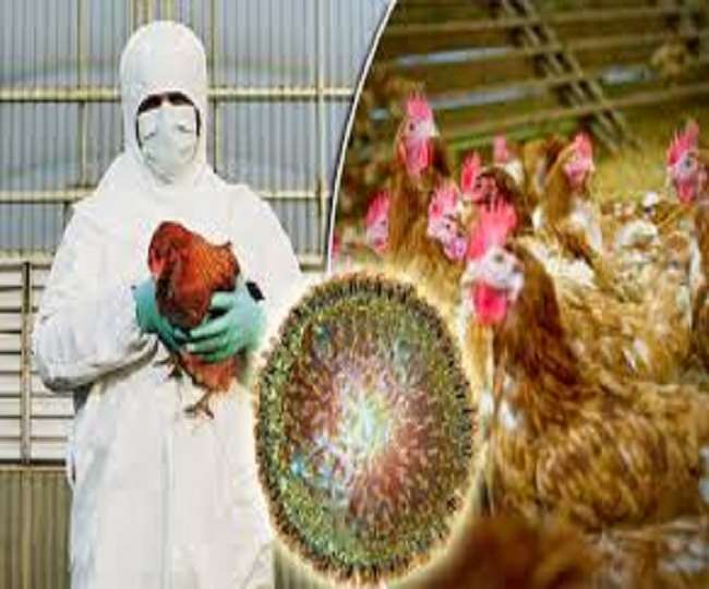 Bird Flu Update many states in the grip of bird flu alert issued ban on sale of poultry and eggs here
