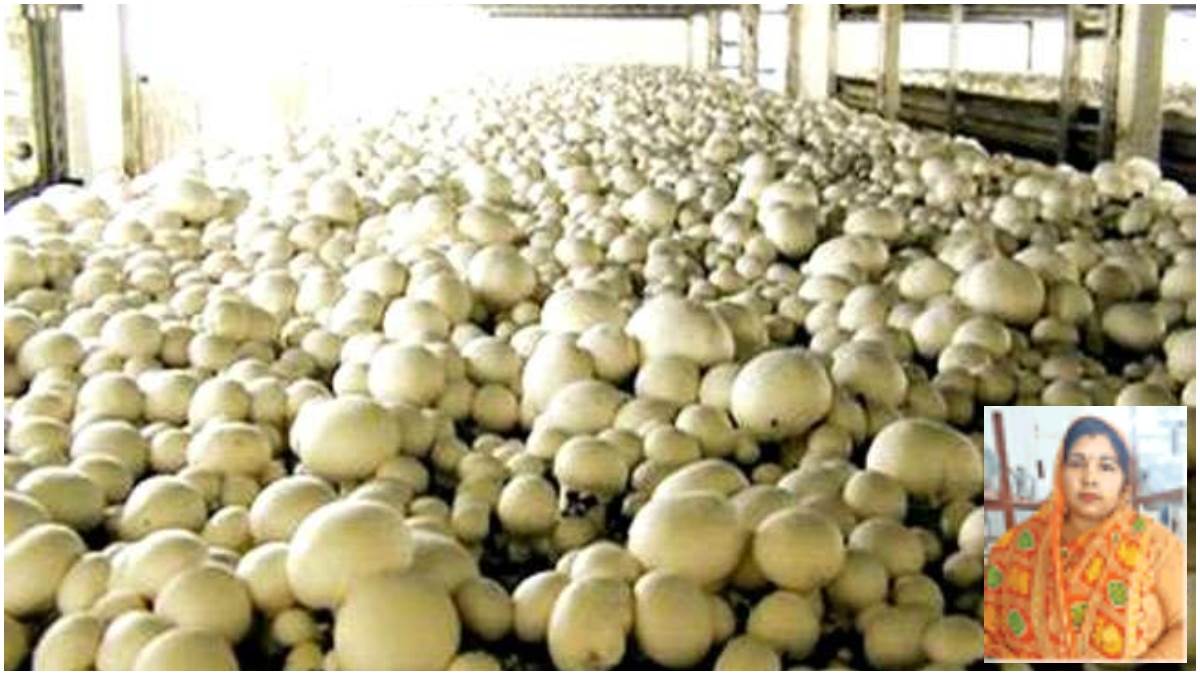 https://www.jagranimages.com/images/newimg/04012023/04_01_2023-mushroom_farming_23282869.jpg