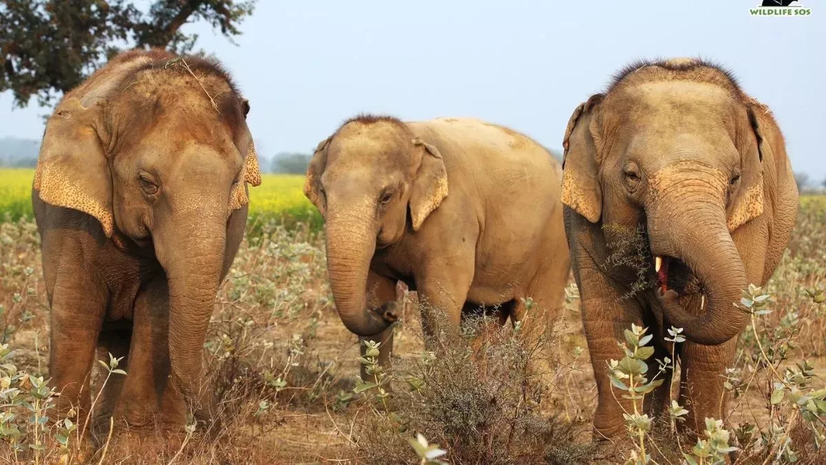 बरियातू में हाथियों की झुंड ने जमकर मचाया उत्पात, तीस क्विंटल धान कर गए चट; ढाई एकड़ की जमीन पर गेंहू के फसल को भी किया बर्बाद