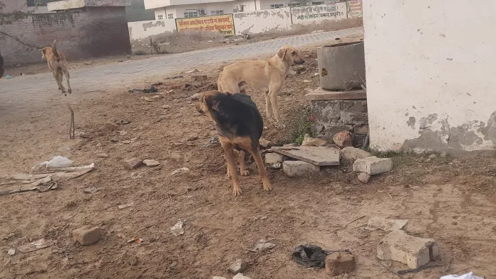 पांचों यूएलबी में आवारा कुत्तों की जाएगी नसबंदी।