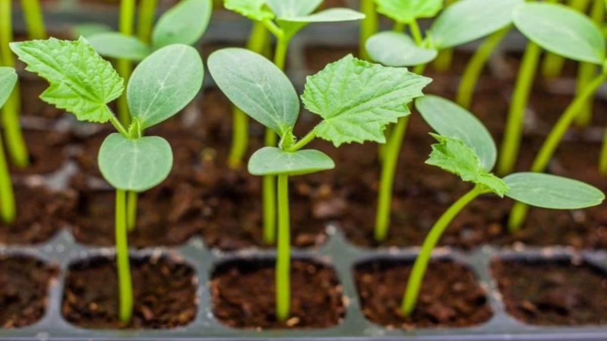 hi tech nursery built on israel model in this district of up will cost more than rs 1 crore