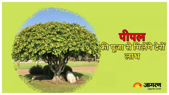 Peepal Puja Rules पीपल की पूजा विधि और नियम।