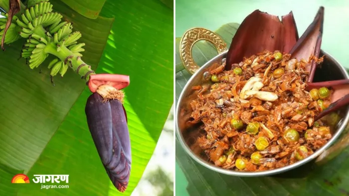 Banana Flower Recipes: एक बार जरूर चखें केले के फूल की इन 6 डिशेज का स्वाद (Image Source: Freepik)