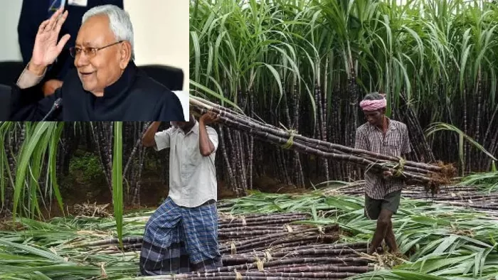 नीतीश कुमार ने गन्ना किसानों की कर दी बल्ले-बल्ले (जागरण)