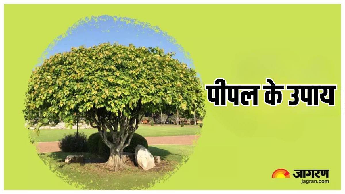 https://www.jagranimages.com/images/newimg/04012025/04_01_2025-peepal_ke_upay_3_23860876.jpg