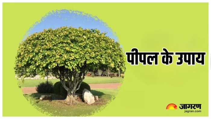 Peepal ke Upay: कैसे करें पीपल के पेड़ की पूजा