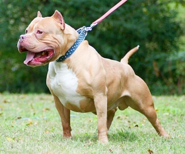 ncr strange case in delhis burari area two dogs of pitbull breed were abandoned on a young man who went to settle a quarrel read the whole incident