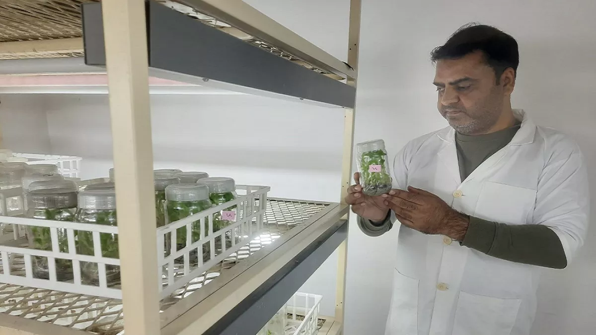 बिहार कृषि विश्वविद्यालय की लैब में चिनिया केले को मिला पुनर्जीवन, तैयार की पौध बढ़ाएगी किसानों की आय