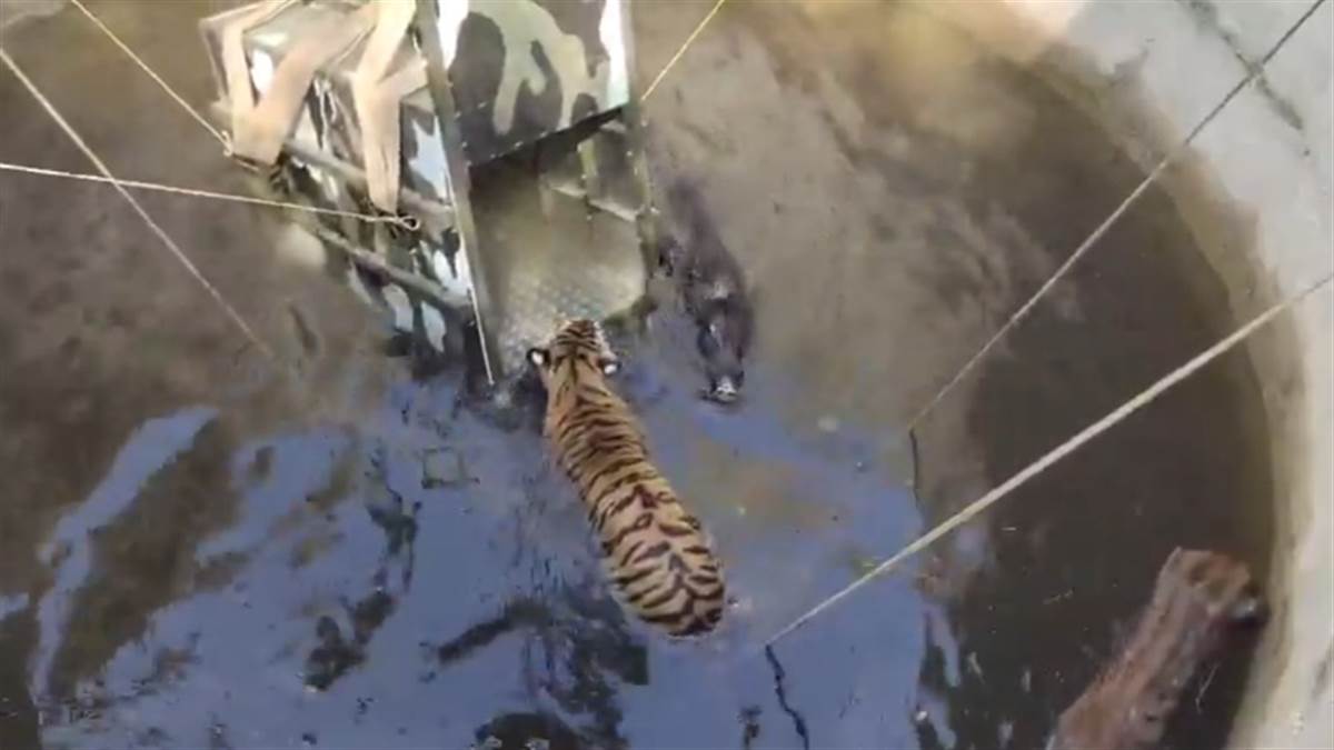 https://www.jagranimages.com/images/newimg/04022025/04_02_2025-tiger_23878515.jpg