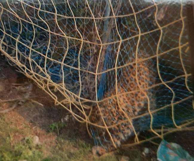 Leopard In Meerut मेरठ में एक घर में तेंदुआ घुस गया है।