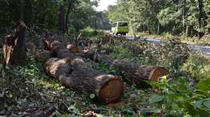 ओडिशा में सड़क चौड़ीकरण के लिए काट दिए गए हजारों वृक्ष