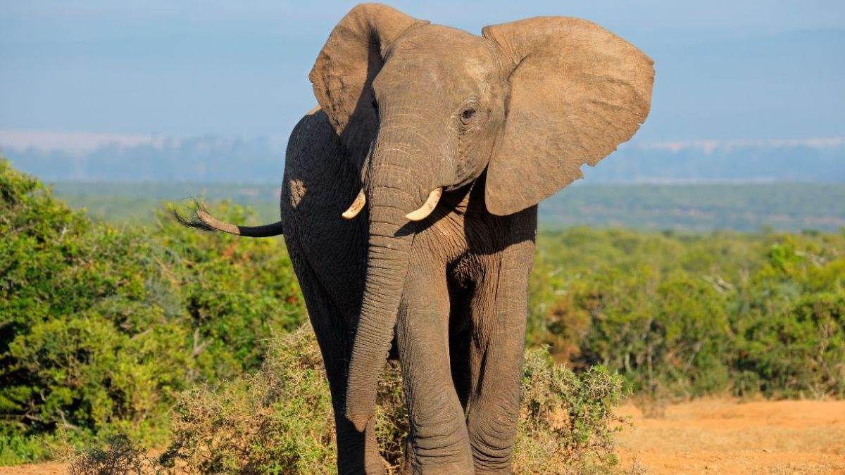 another woman dies due to wild elephant attack in kerala hundreds of people protest under the leadership of idukki mp