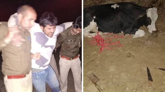 Meerut News: गौ हत्या का प्रयास करते तस्करों की पुलिस से मुठभेड़ दो को लगी गोली।