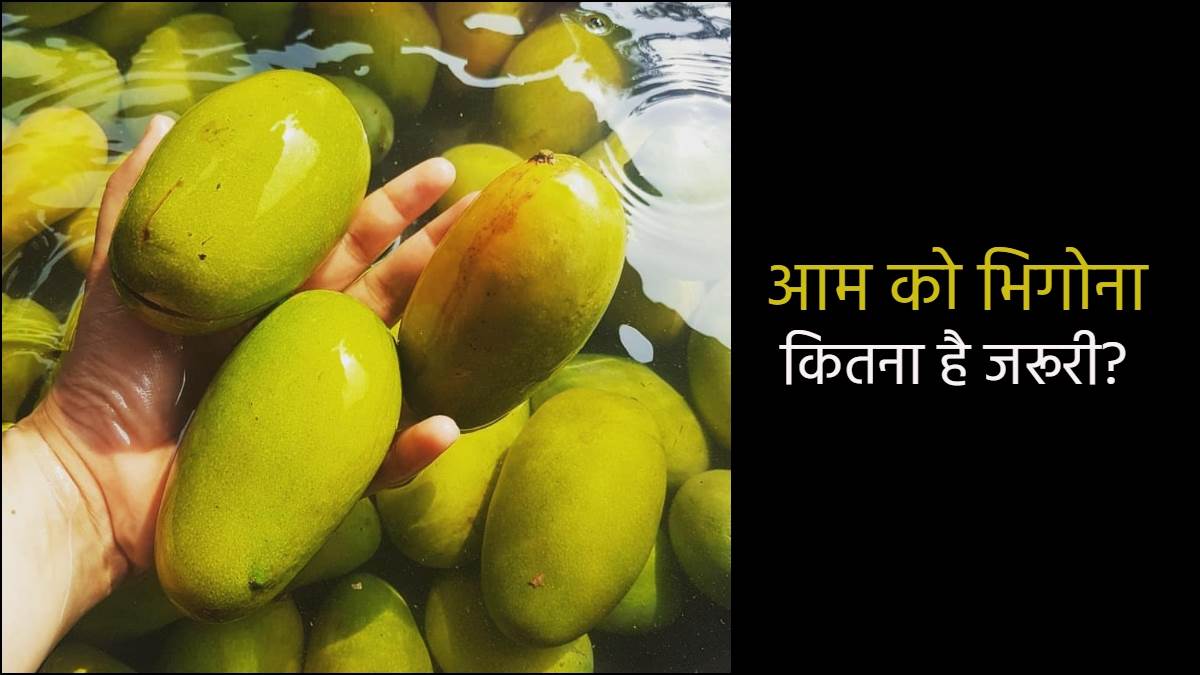 https://www.jagranimages.com/images/newimg/04042023/04_04_2023-mango-eating-tips_23376024.jpg