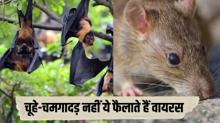 जानवरों से ज्यादा वायरस फैलाते हैं इंसान