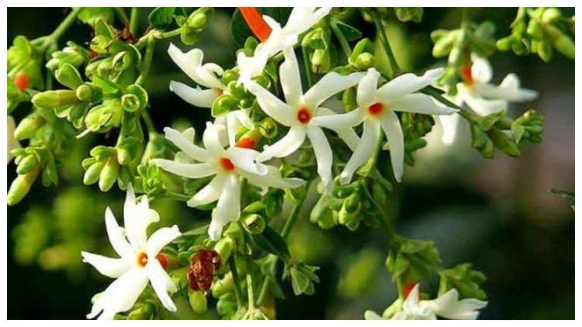 https://www.jagranimages.com/images/newimg/04042024/04_04_2024-harsingar_flower_remedies_23689500.jpg