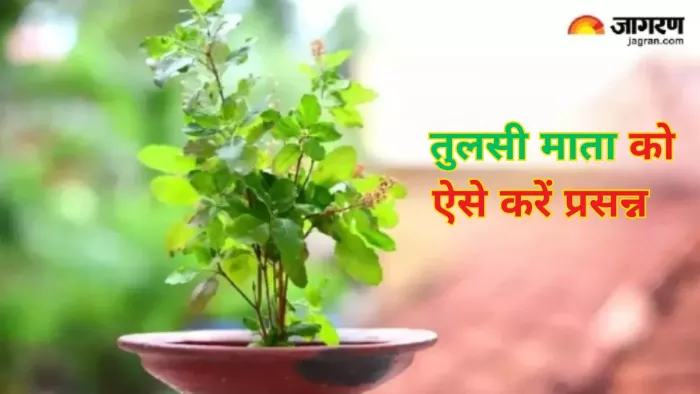 Tulsi Puja: गुरुवार के दिन तुलसी से संबंधित करें ये काम, जीवन में सदैव रहेंगी खुशियां