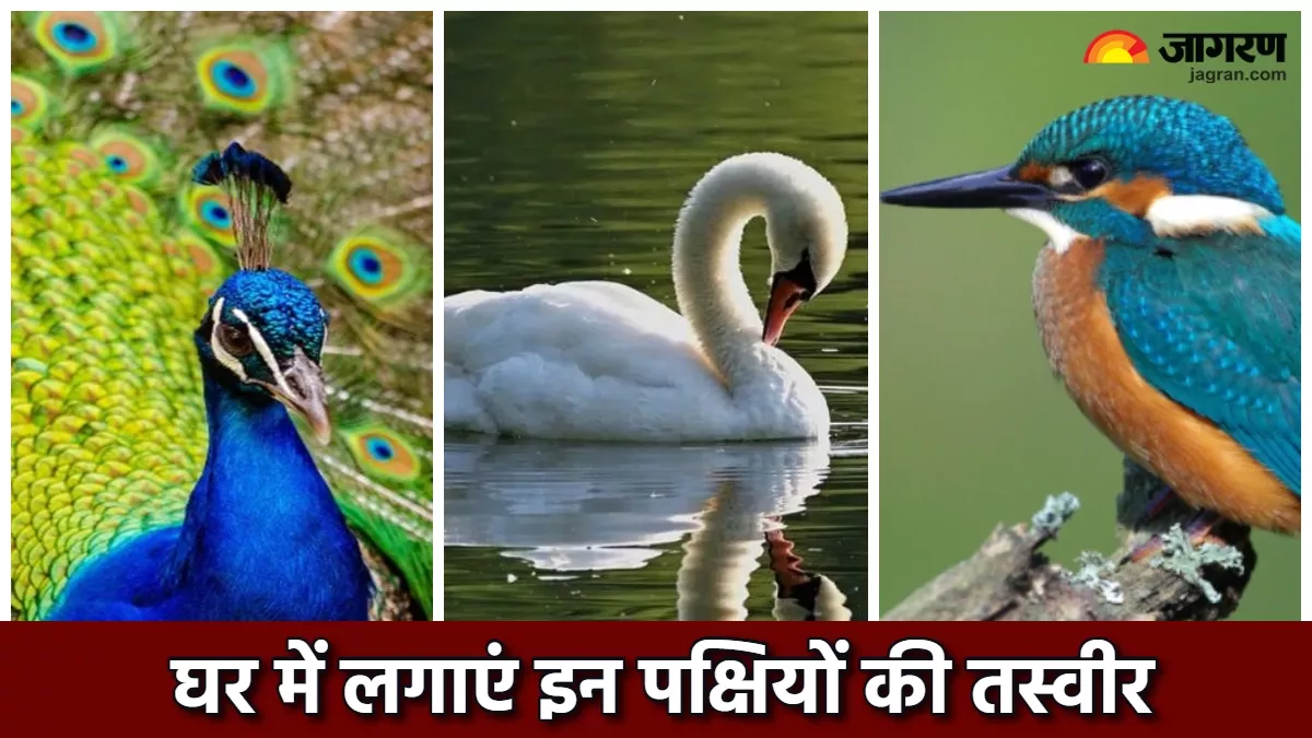 Vastu Tips: घर में लगा लें इन तीन पक्षियों की तस्वीर, पॉजिटिव बना रहेगा माहौल