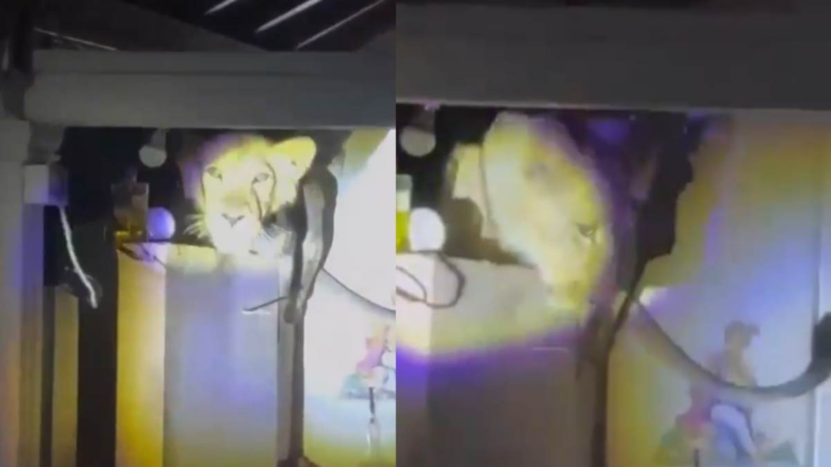 gujarat video lion entered kitchen house dark of the night